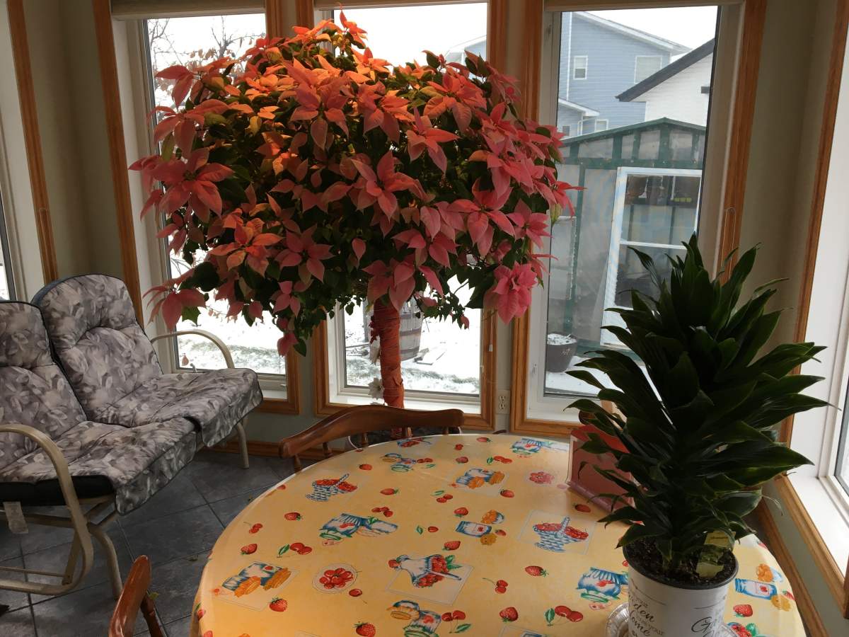 This seven-foot-tall poinsettia has been growing in Joe Mauro’s family house since 1999 when his daughter bought it for him as a Christmas gift.