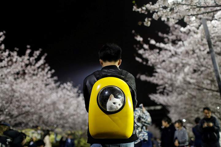 A man carries his cat as he walks under the cherry blossoms at Tongji University in Shanghai, China April 4, 2017.
