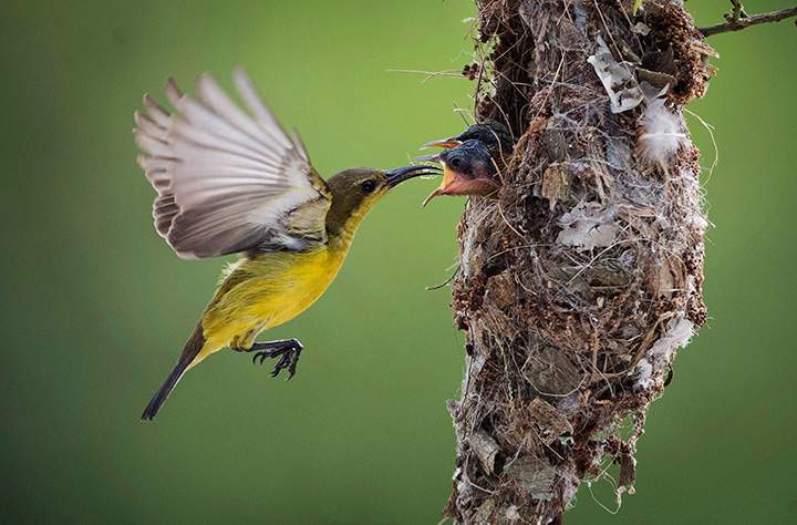 An Olive-backed sunbird feeds an insect to its two chicks in their nest in Malaysia on Jan. 21, 2017.