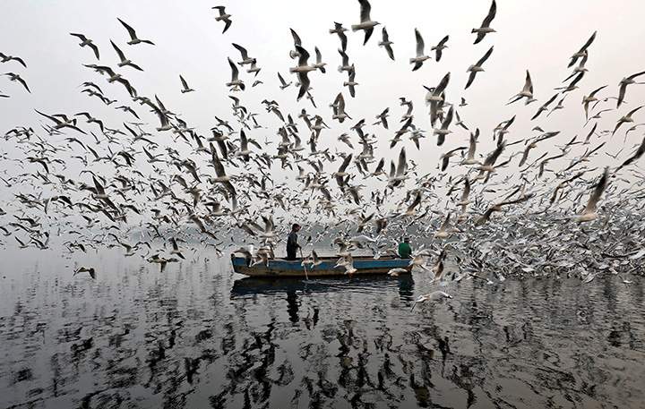 Men feed seagulls along the Yamuna River on a smoggy morning in New Delhi, India, November 17, 2017.