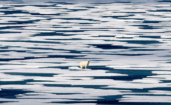 A polar bear stands on a patch of ice in the Franklin Strait on July 22, 2017.