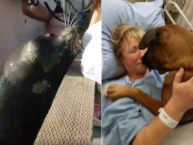 At left, a sea lion that pulled a girl into the water in Steveston. At right, Annette Poitras with a dog that helped keep her alive in the wild.