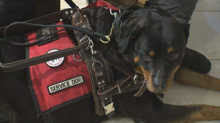 On Tuesday, the Alberta government said five new organizations will now be able to train, test and provide service dogs to people across the province who may need them.