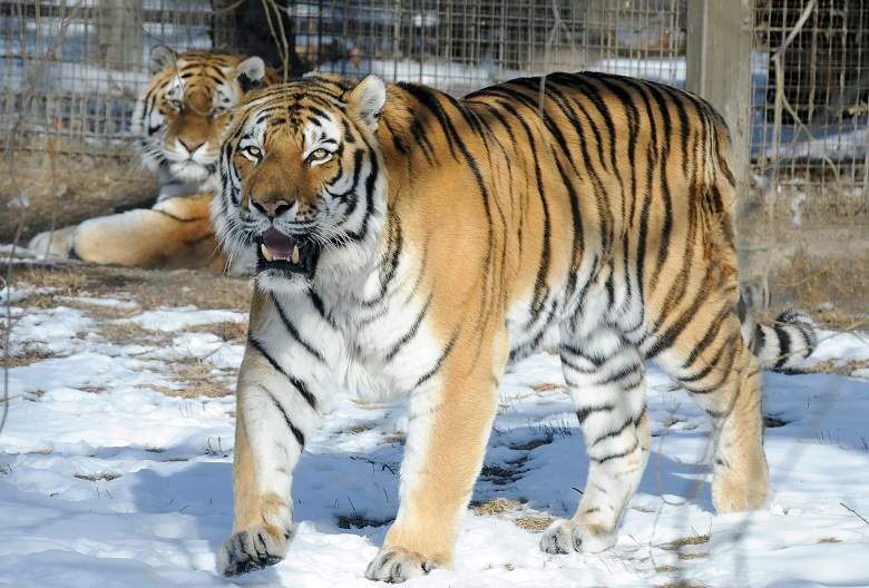 Siberian tigers are pictured at the Calgary Zoo in Calgary, Alberta on Friday, Feb. 17, 2012.  