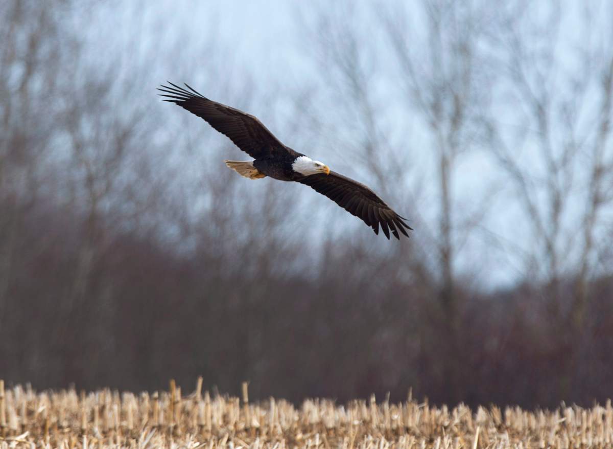 The eagle was admitted to Salthaven with symptoms of lead poisoning, according to Salt, who said it weighed around 15 pounds.