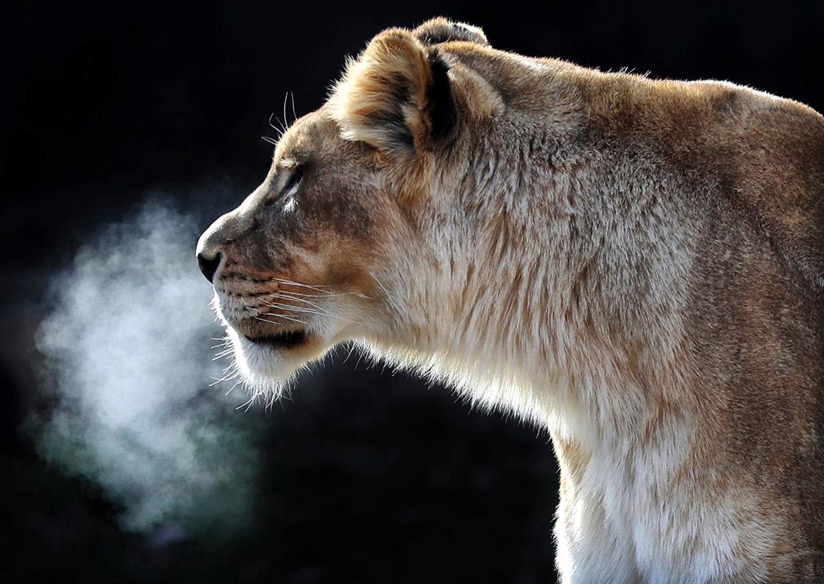 With her breath frosting up in the sub freezing temperatures, one of the Memphis Zoo’s African lions chills out Tuesday morning, Jan. 2, 2018 in Mephis, Tenn.