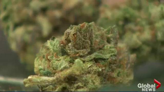Cannabis dispensary held up in Halifax, suspects sought: police - image