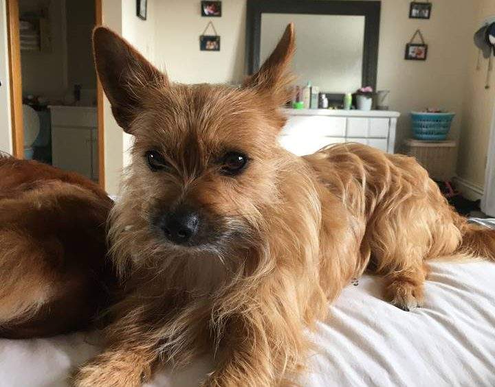 An undated photo of the dog that police believe has been killed. 