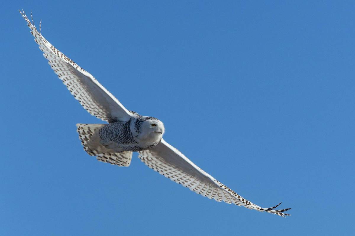A snowy owl is spotted soaring above Toronto’s Tommy Thompson Park.
