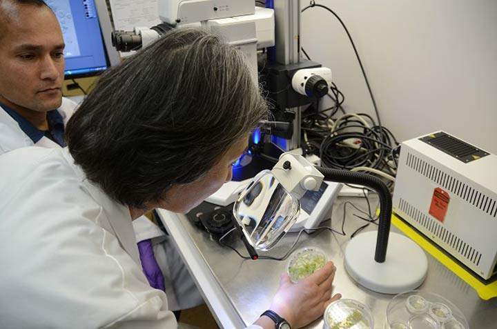 The Canadian and Saskatchewan governments announce $7.7 million in funding for 30 crop-related research projects.