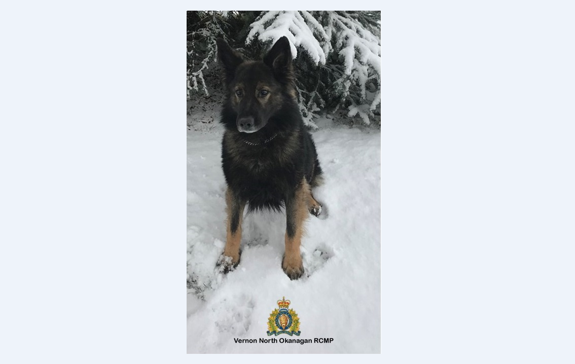 K9 tracks suspect in Armstrong accused of attacking his parents - image