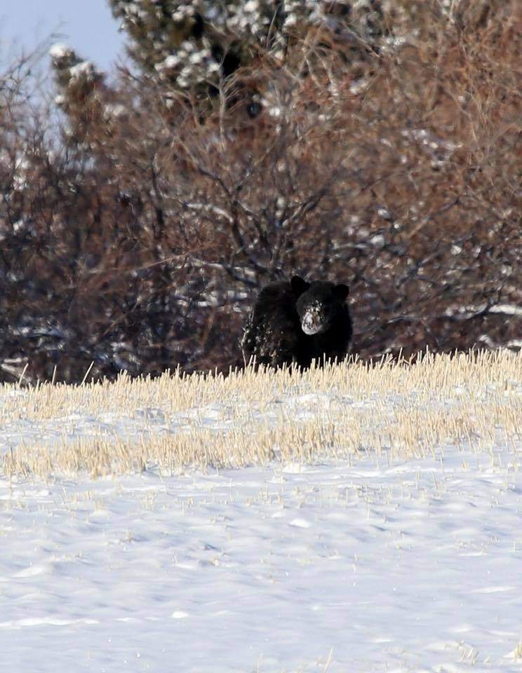 An injured black bear (named Russell by area residents) seen in the area of near Highway 22 and Springbank Road on Dec. 22, 2017.