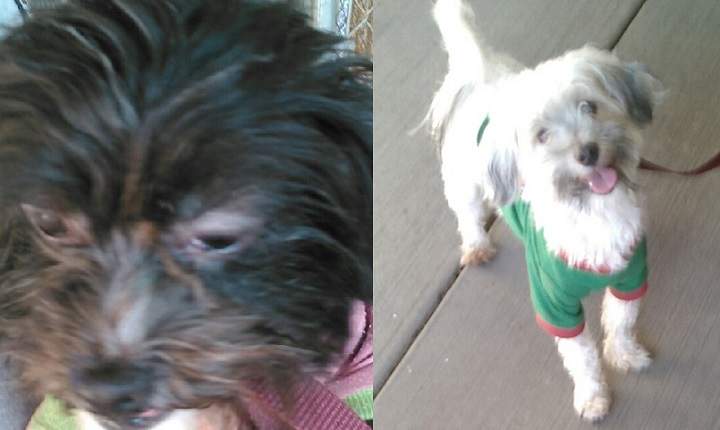 Two healthy Maltese dogs were seized from the Turpin couple whose 13 children were also found tortured and malnourished.