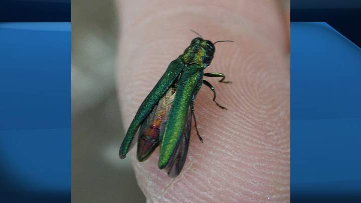 The emerald ash borer, which is deadly to all ash trees, has been designated an insect pest by the Saskatchewan government.