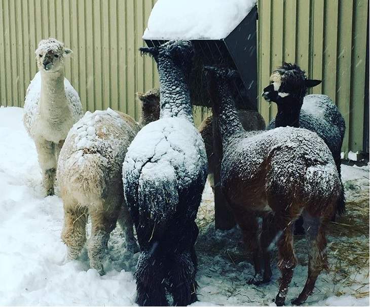 Alpacas at the Granby Zoo enjoy a snack earlier this month in the snow. Source: Instagram/Granby Zoo