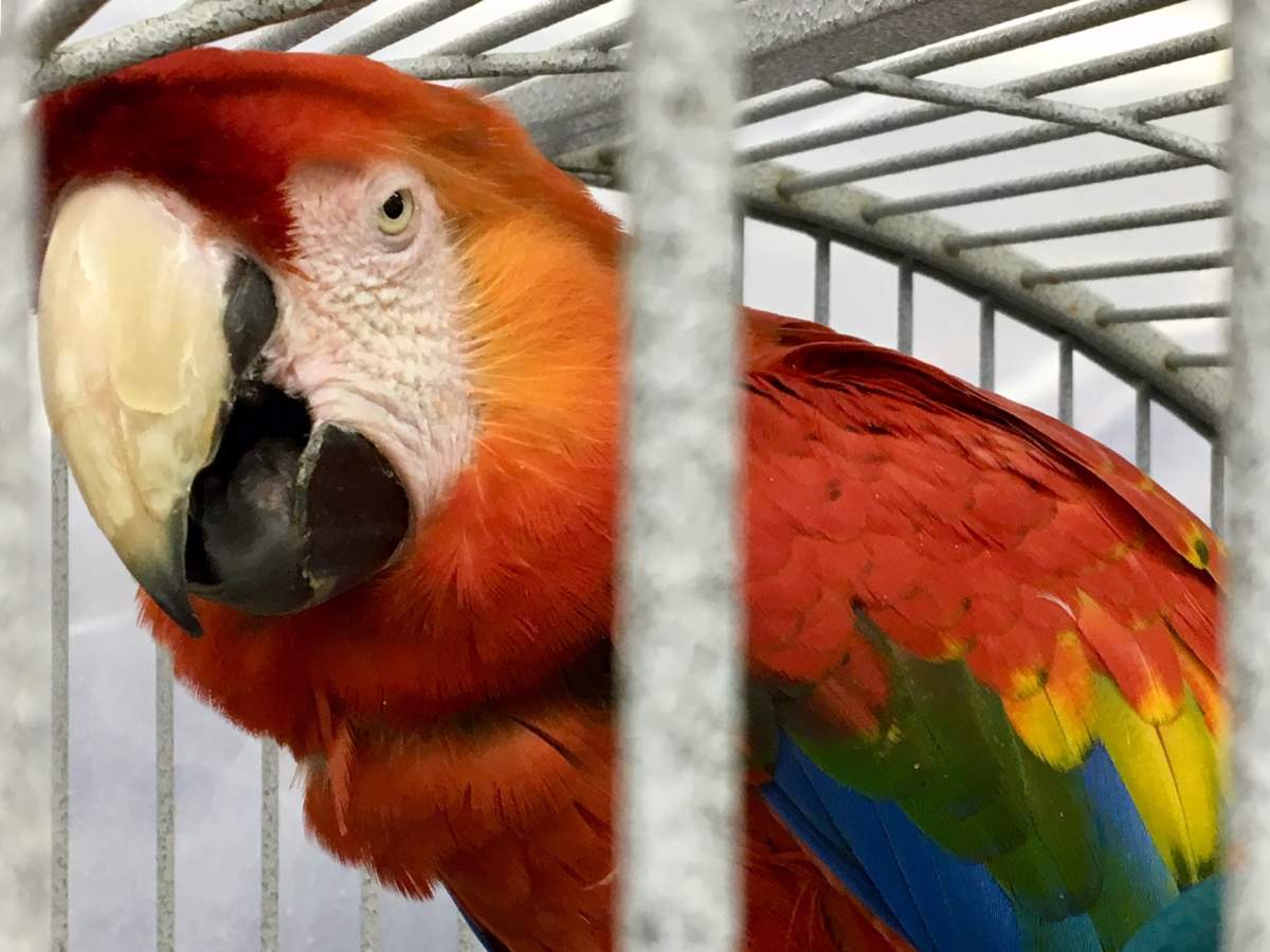 A scarlet macaw at the Greyhaven Exotic Bird Sanctuary.