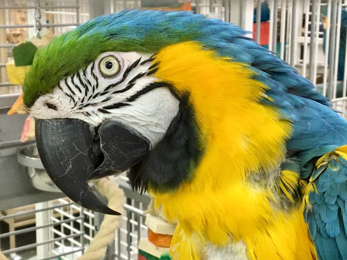 A parrot at the Greyhaven Exotic Bird Sanctuary.