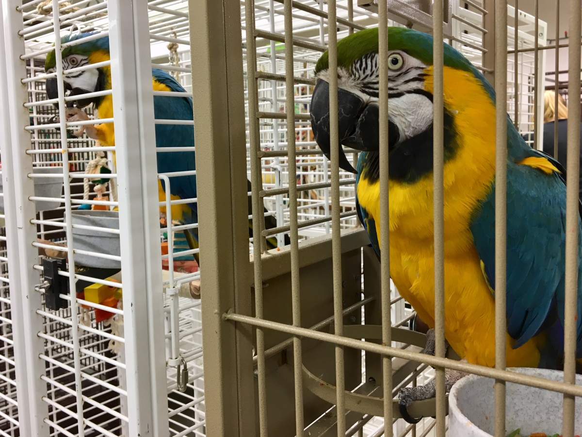 Wanted: a new home for a cockatoo, and the exotic bird sanctuary where he lives in Vancouver - image