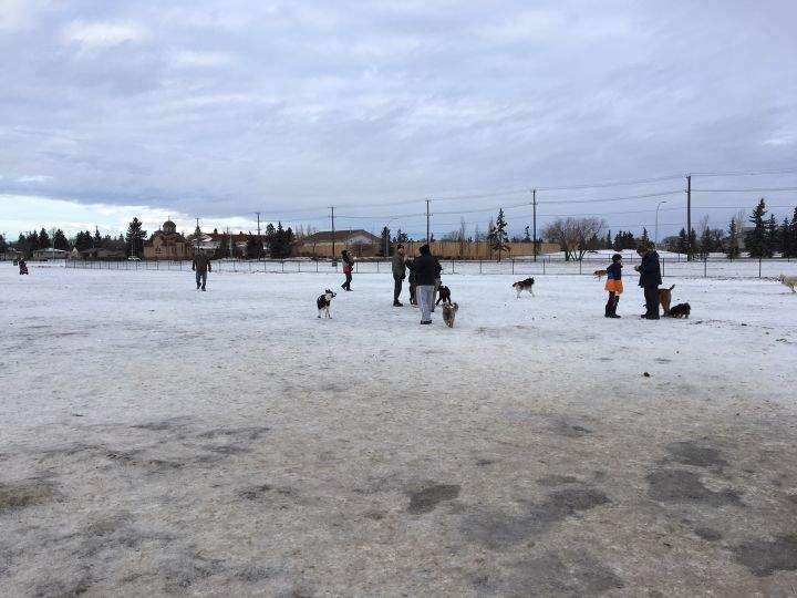 Dozens of dog owners visit Lauderdale off-leash dog park on January 6, 2018.