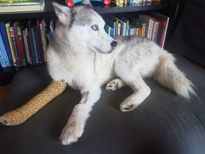 Bethany Dyck describes Meka as “the best sidekick I could have asked for” and hopes bringing attention to this story will help to prevent something similar from happening to other dog owners.