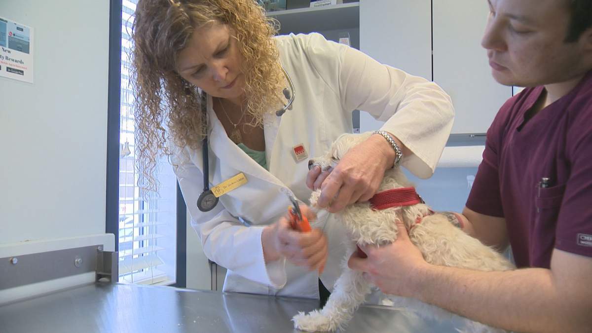 Albert North Veterinary Clinic Owner Jo-Ann Liebe says the recent spike in parvovirus cases could be because some pet owners aren’t vaccinating their dogs.