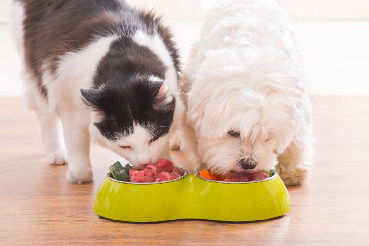 The City of Winnipeg released a list of the city's most popular cat and dog names Friday.