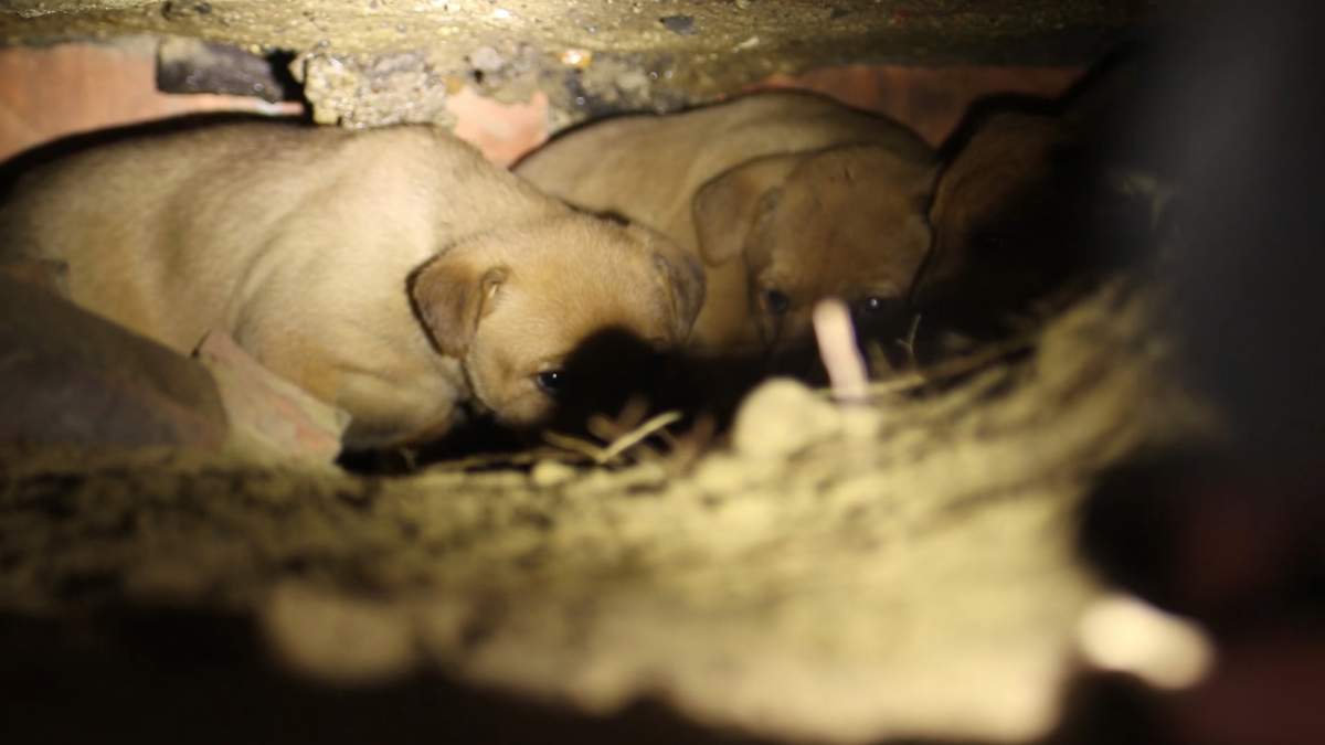 10 puppies rescued from under abandoned Detroit house - image