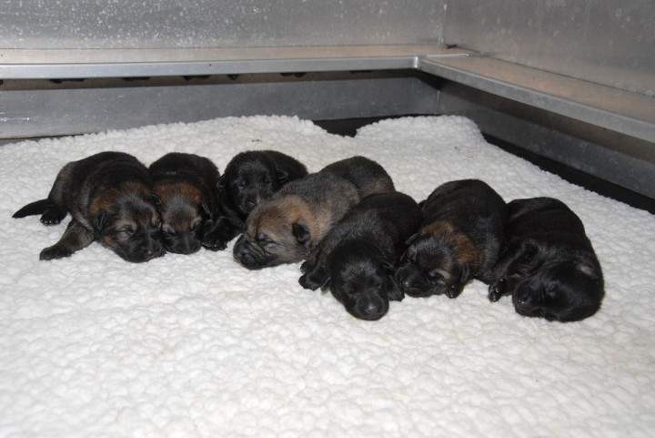 The RCMP’s newest puppy recruits need names.