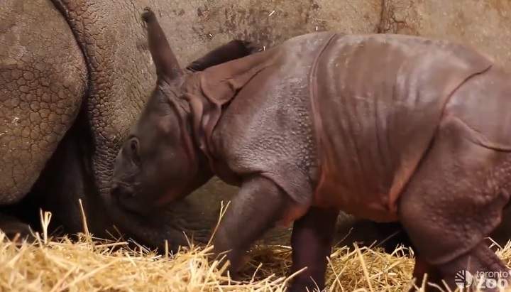 Toronto Zoo welcomes greater one-horned rhinoceros calf as its first newborn animal of 2018.