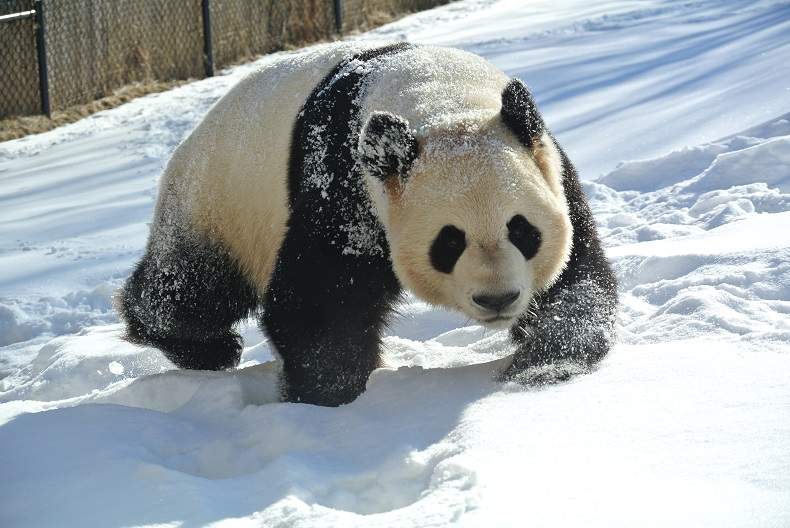 A panda frolics in the snow at the Toronto Zoo. Source: Toronto Zoo