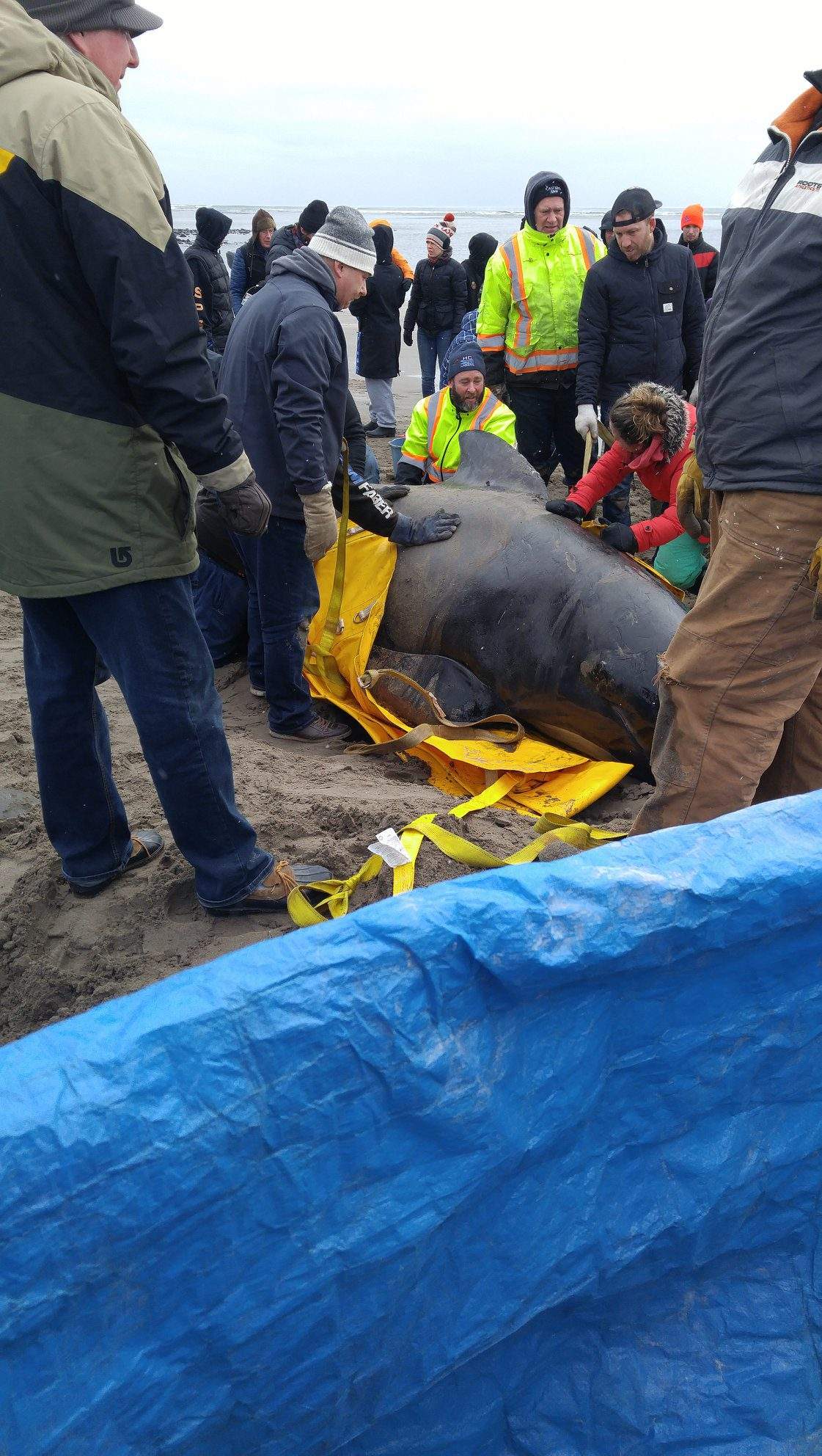 A few hours after it was found, the whale was guided into the water by volunteers.