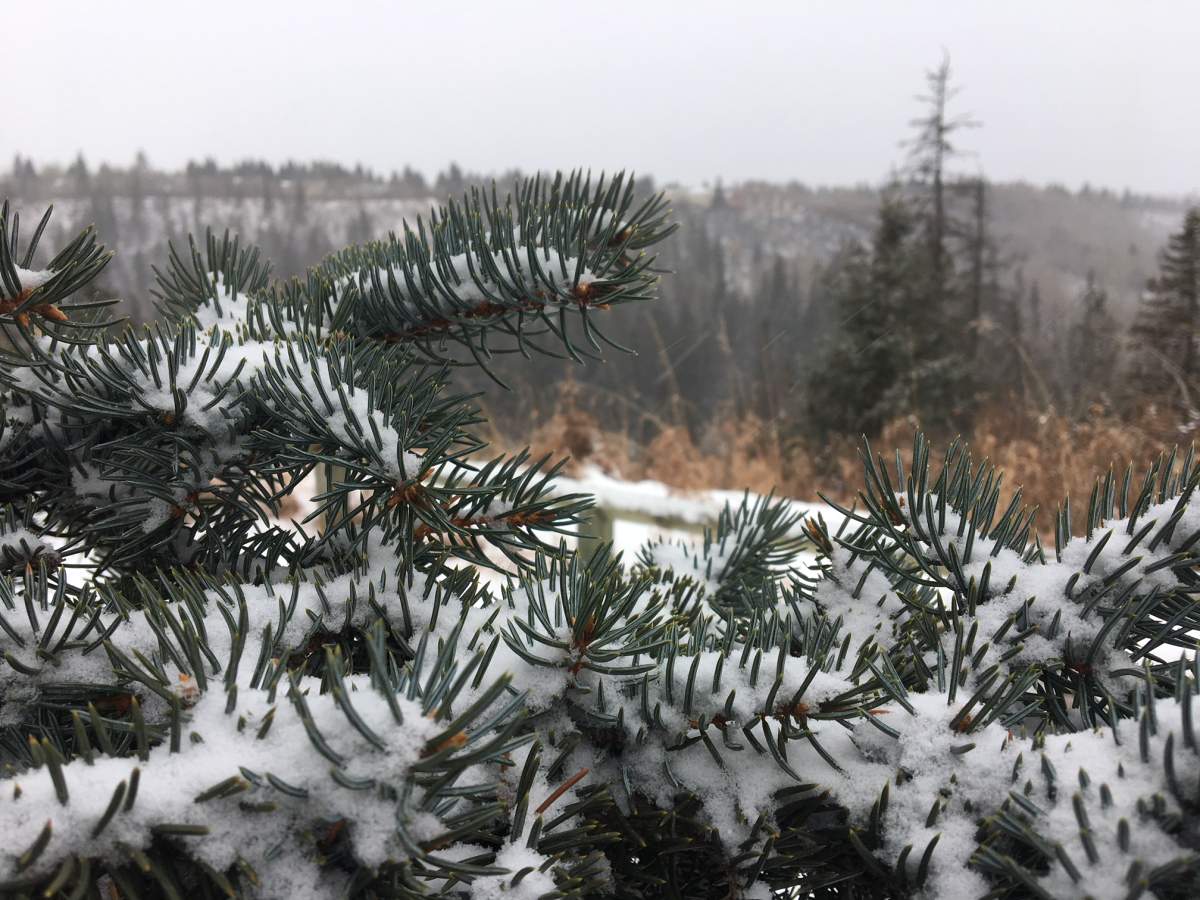 Byzantine Winter Festival hopes to break another attendance record - image