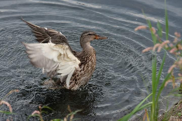 According to the advisory, bacteria counts can be affected by many different factors with the most common being rain, wind and water fowl.