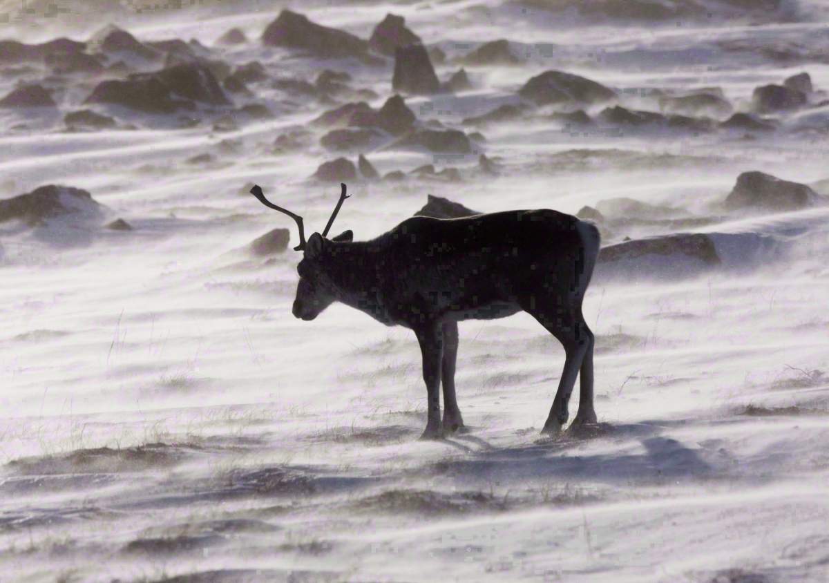 A wild caribou roams the tundra near the Meadowbank Gold Mine located in the Nunavut Territory of Canada on March 25, 2009. 