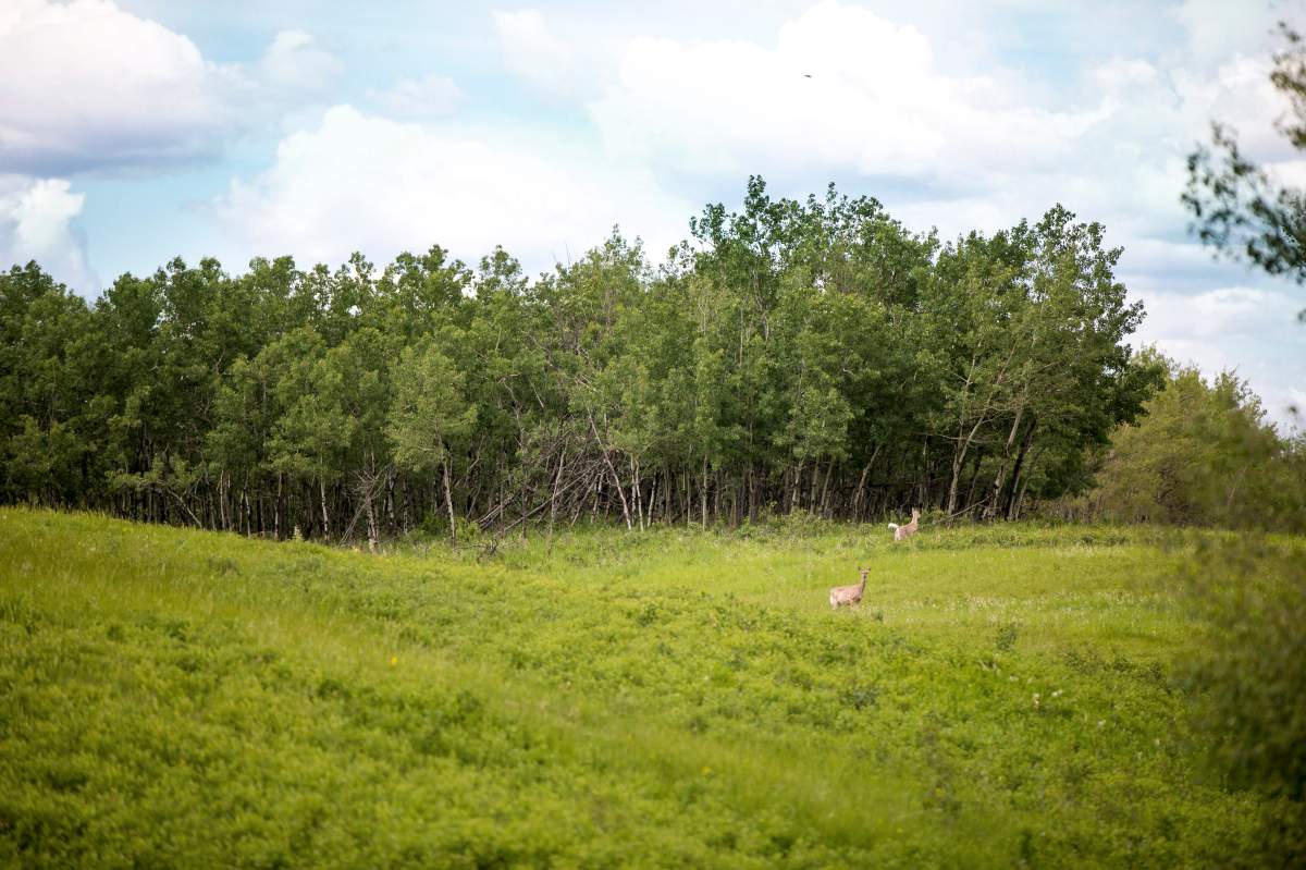 Two important wetlands have been protected in Alberta and Saskatchewan by the Nature Conservancy of Canada. 
