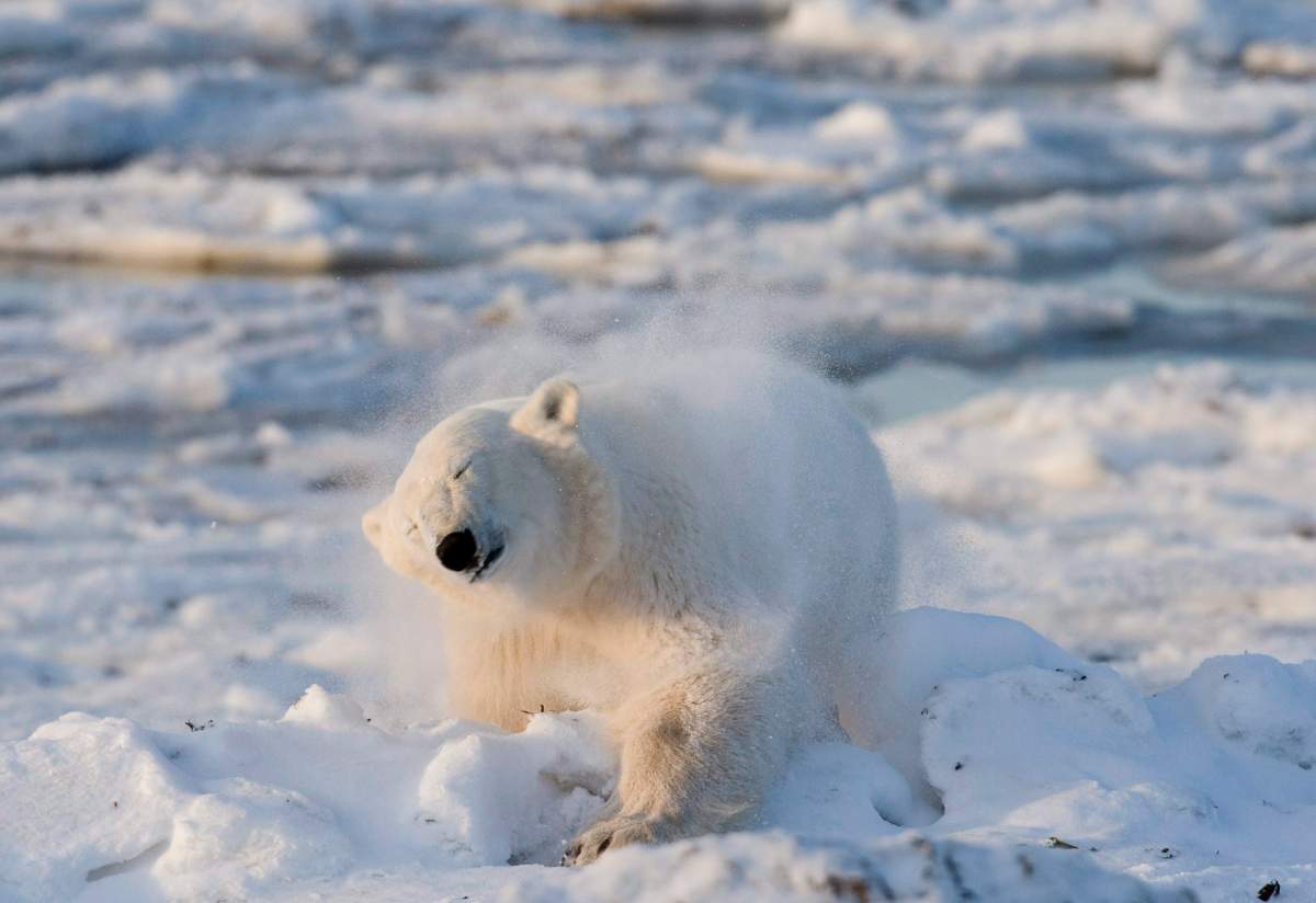 A polar bear shakes the snow off himself after a swim in Wapusk National Park on the shore of Hudson Bay near Churchill, Man. An academic analysis says Ottawa's Species At Risk Act is failing to protect species at risk. The study from the University of Ottawa is the latest to point out problems with the legislation.