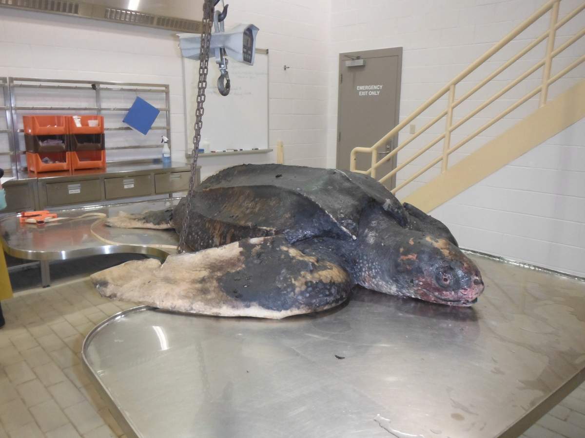 A dead leatherback sea turtle is seen in this undated handout photo. Preliminary tests suggest an endangered leatherback sea turtle found frozen last week in Cape Breton's Bras d'Or Lake likely died from starvation. 