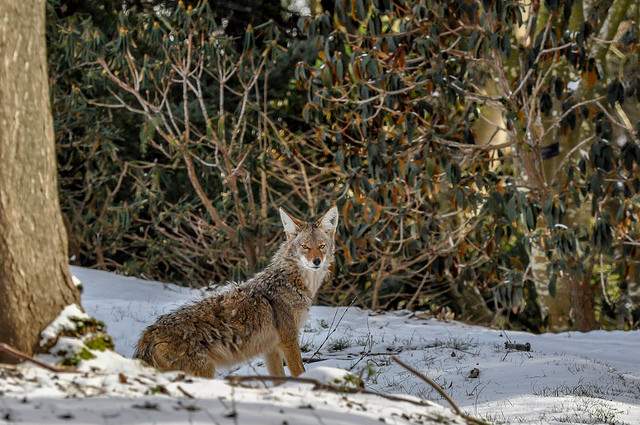 A coyote looks at the camera in this file photo.