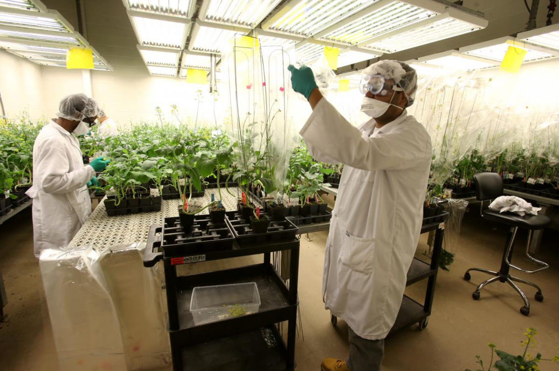 Research technicians working on the development of clubroot-resistant canola bag plants to control pollen at Monsanto Canada's plant breeding centre in Winnipeg.