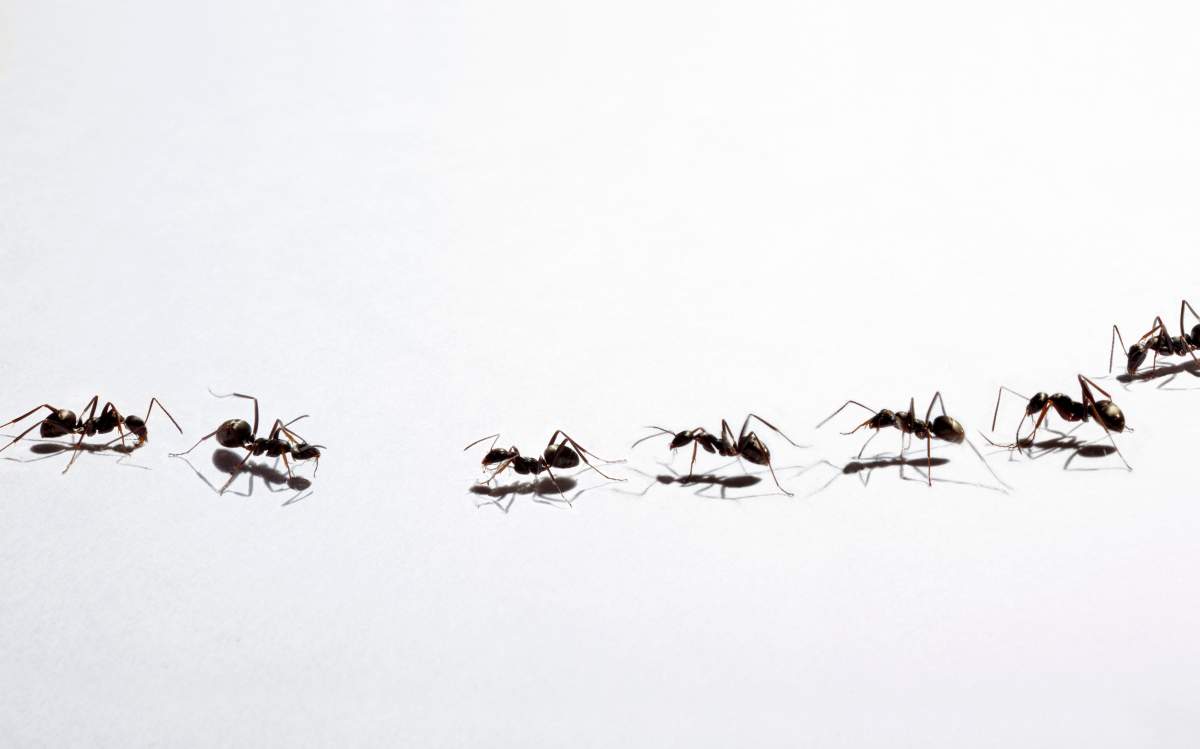 Venom from insects like ants, bees and scorpions have been examined for their potential to treat inflammatory conditions like arthritis. 