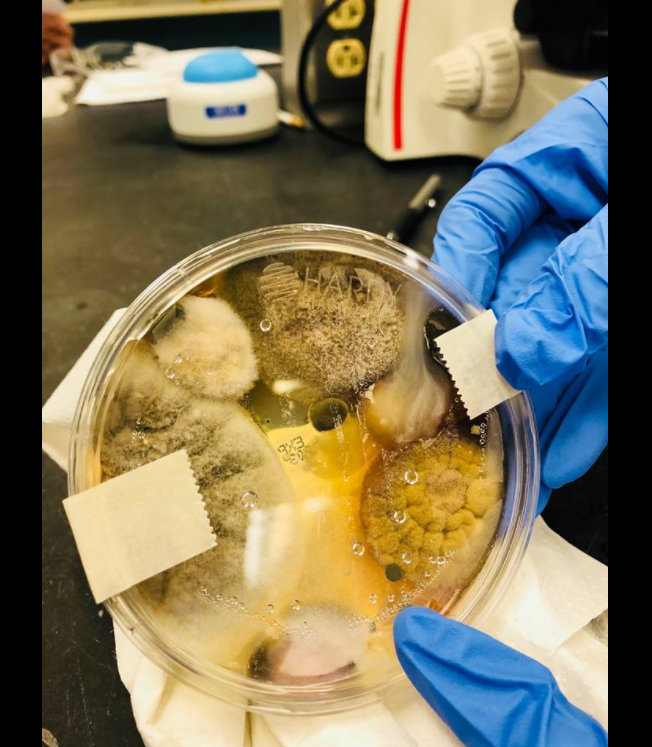 A California woman conducted an experiment to show the bacteria and fungi in public washroom hand dryers.
