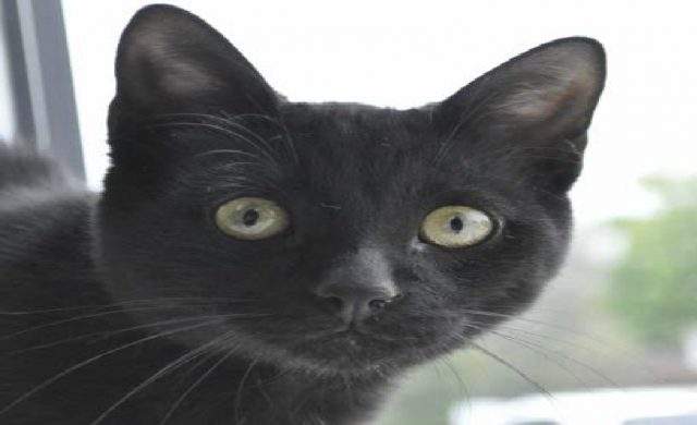 The Hamilton/Burlington SPCA has completed the 25,000th spay neuter surgery at its companion animal hospital.