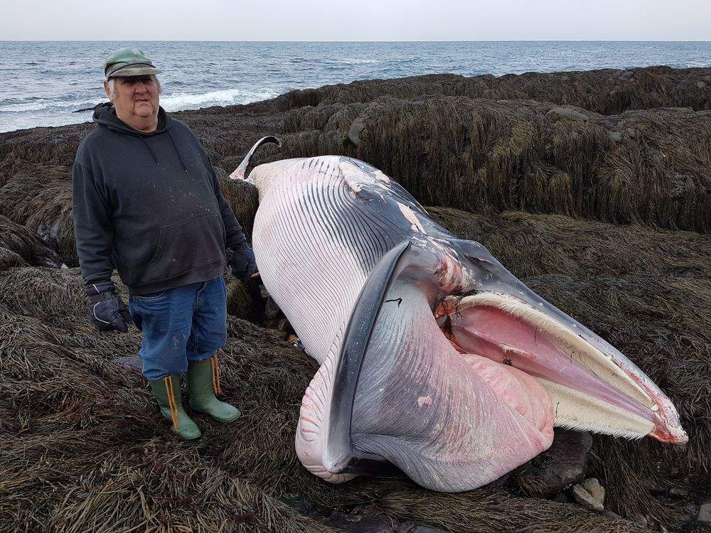 FILE - Elmer Cann stands next to a deceased minke whale in this handout image.