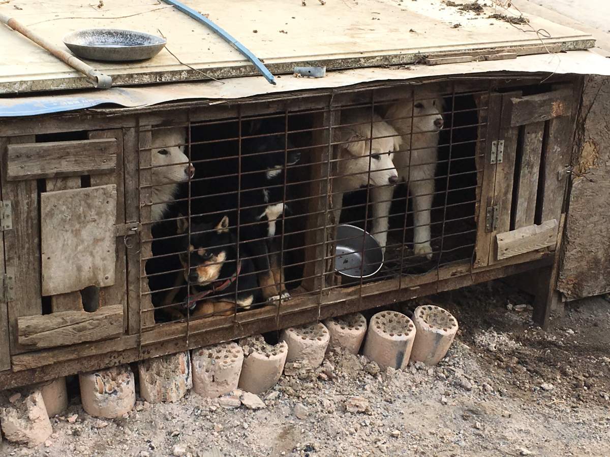 The owner of these dogs says his operation started with just one animal, but then grew too big over the 10 years it’s been in operation.
