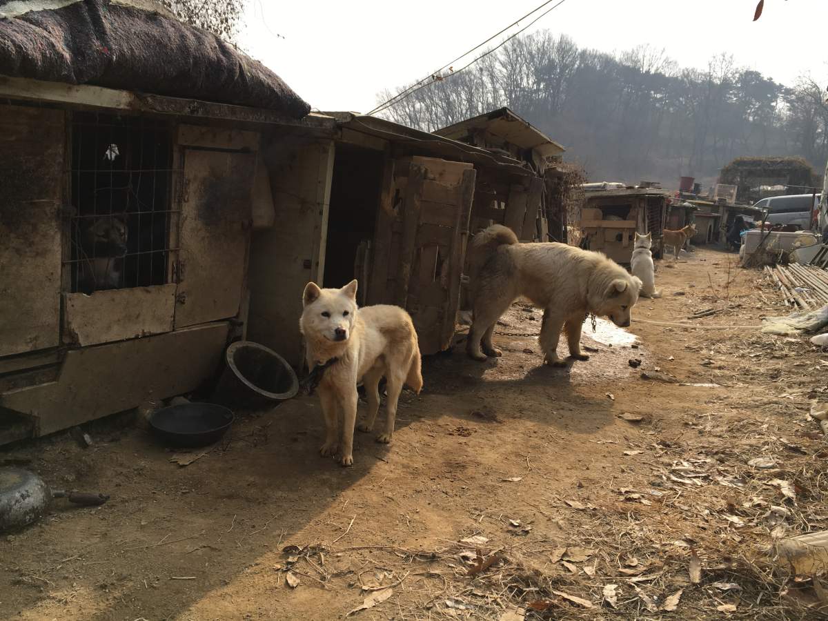 Dogs are chained or caged up and only fed one meal a day. In the past, the farmer raised the animals to be sold to restaurants for their meat.