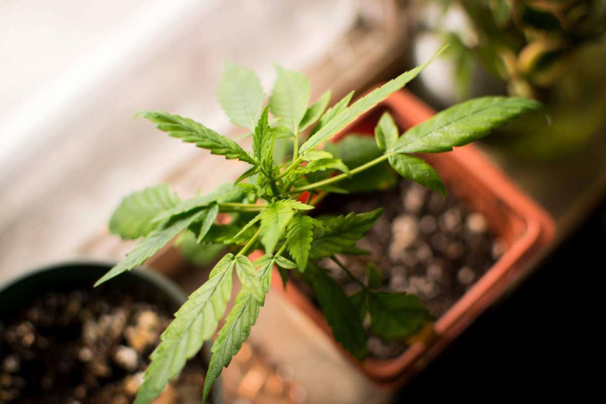 Will students be allowed to grow their own pot in residence? That's one of the questions universities will have to answer by September. 