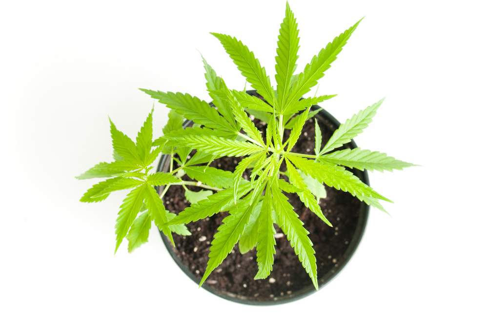 As far as the feds are concerned, people should be able to buy live cannabis plants when recreational pot becomes legal. 