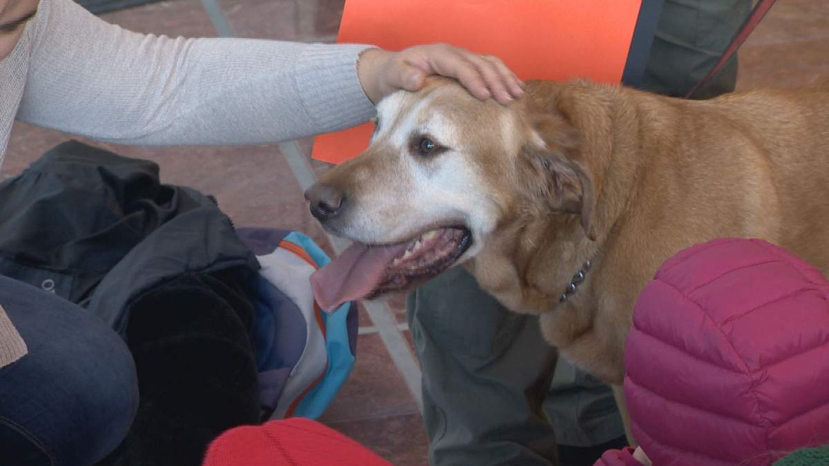 Colleen Dell, an expert in animal-assisted interventions at the University of Saskatchewan, headed the team that designed the toolkit.
