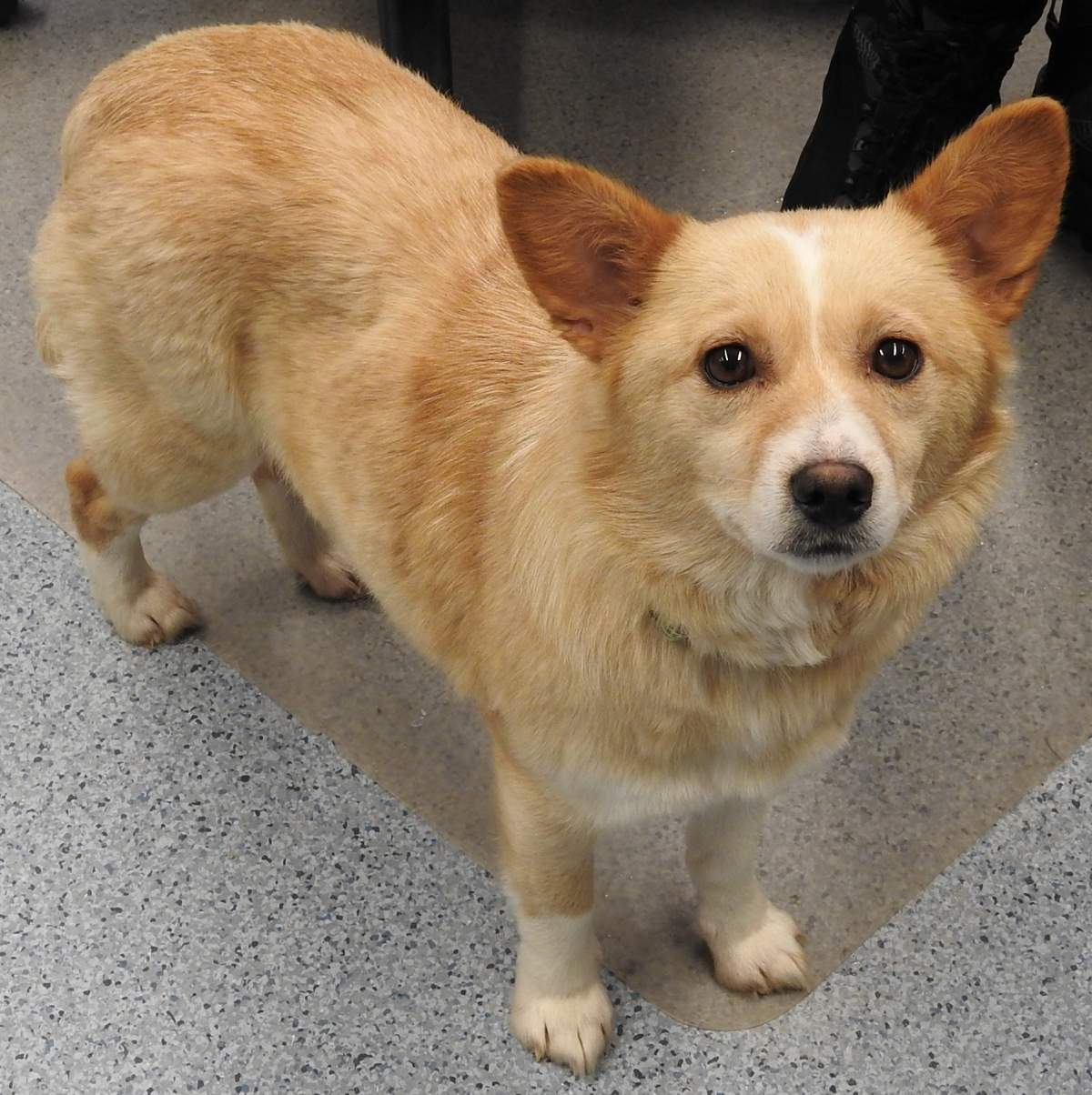 A photo of the dog RCMP say was neglected. 