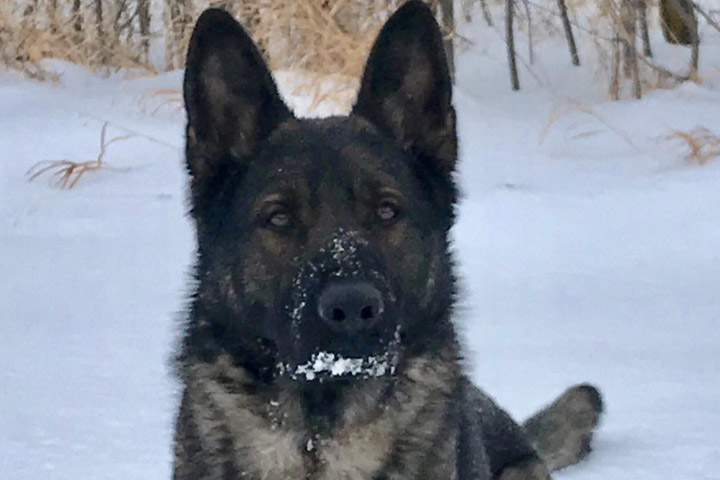 The air support unit tracked a stolen vehicle to a farmyard where a man was then caught by Saskatoon police dog Diesel.